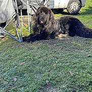 Tiago participe au concours pour gagner de l'argent avec cette photo : dog, large_dog, black_dog, long_hair, fluffy, tongue_out, lying_down, grass, outdoor, campsite, camping, folding_chairs, camper_van, vehicle, garden, sunlight, pet, animal, portrait, relaxed