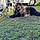Tiago