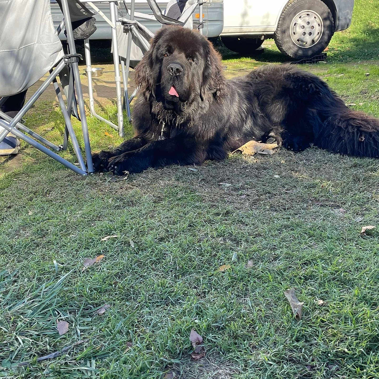 Tiago participe au concours pour gagner de l'argent avec cette photo : dog, large_dog, black_dog, long_hair, fluffy, tongue_out, lying_down, grass, outdoor, campsite, camping, folding_chairs, camper_van, vehicle, garden, sunlight, pet, animal, portrait, relaxed