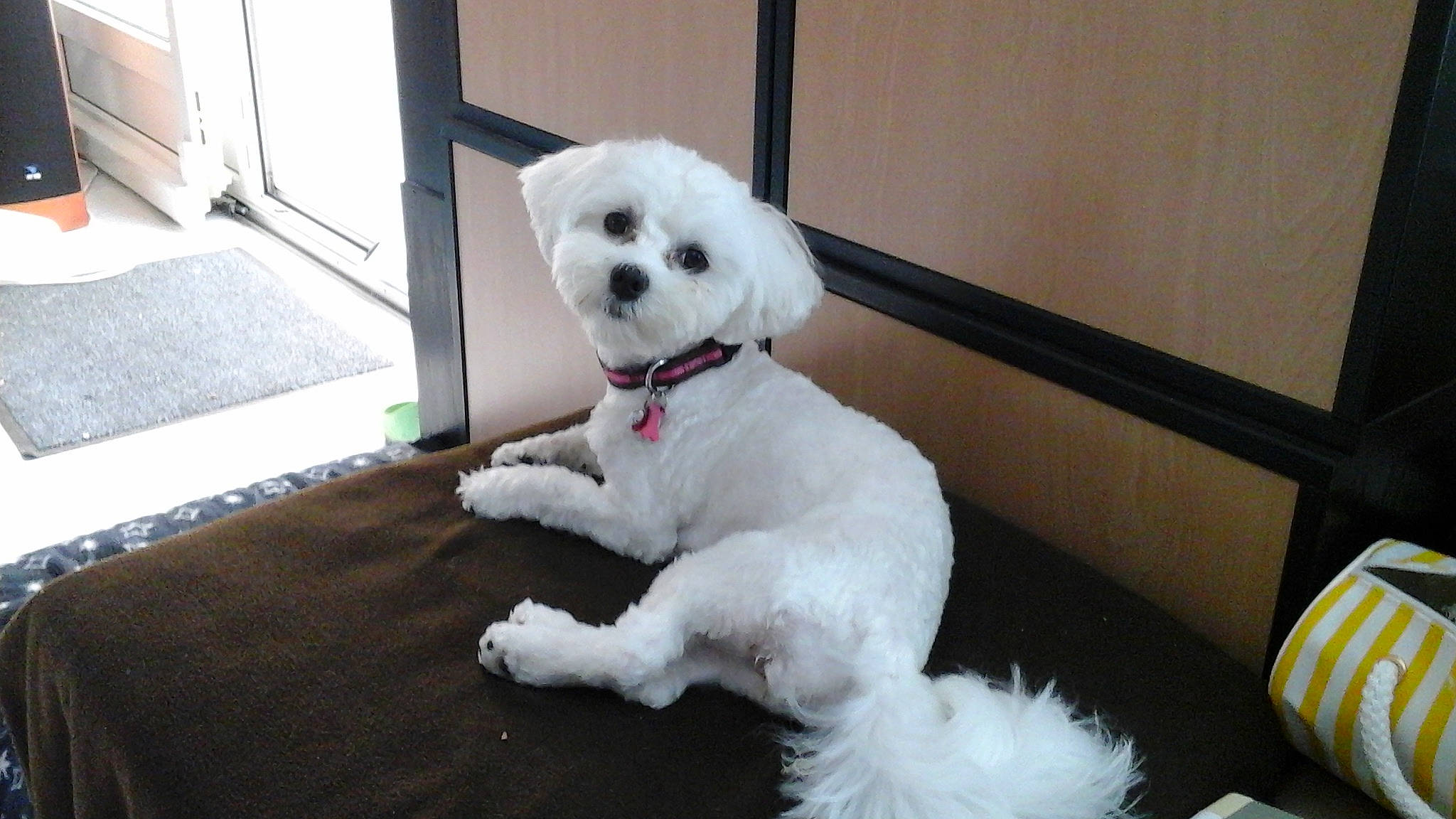 Lilou participe au concours pour gagner de l'argent avec cette photo : bichon, carnivore, companion_dog, dog, dog_breed, dog_collar, fur, labradoodle, maltepoo, non_sporting_group, poodle, poodle_crossbreed, puppy, small_terrier, snout, sporting_group, terrier, toy_dog, water_dog, working_animal