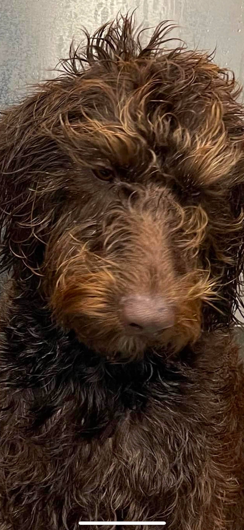 Nike Wisloh is registered to the contest to win money with this photo: airedale_terrier, canidae, carnivore, companion_dog, dog, dog_breed, fur, labradoodle, liver, puppy, snout, sporting_group, terrestrial_animal, terrier, toy_dog, water_dog, welsh_terrier, wood, working_animal