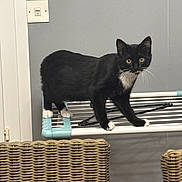 Chaussette a rejoint le concours — aidez-le/la à gagner de superbes lots ! cat, tuxedo_cat, black_and_white, indoor, curious, drying_rack, wicker_chair, furniture, pet, animal, whiskers, ears, floor, wall, household, domestic, standing, looking, four_legs, home