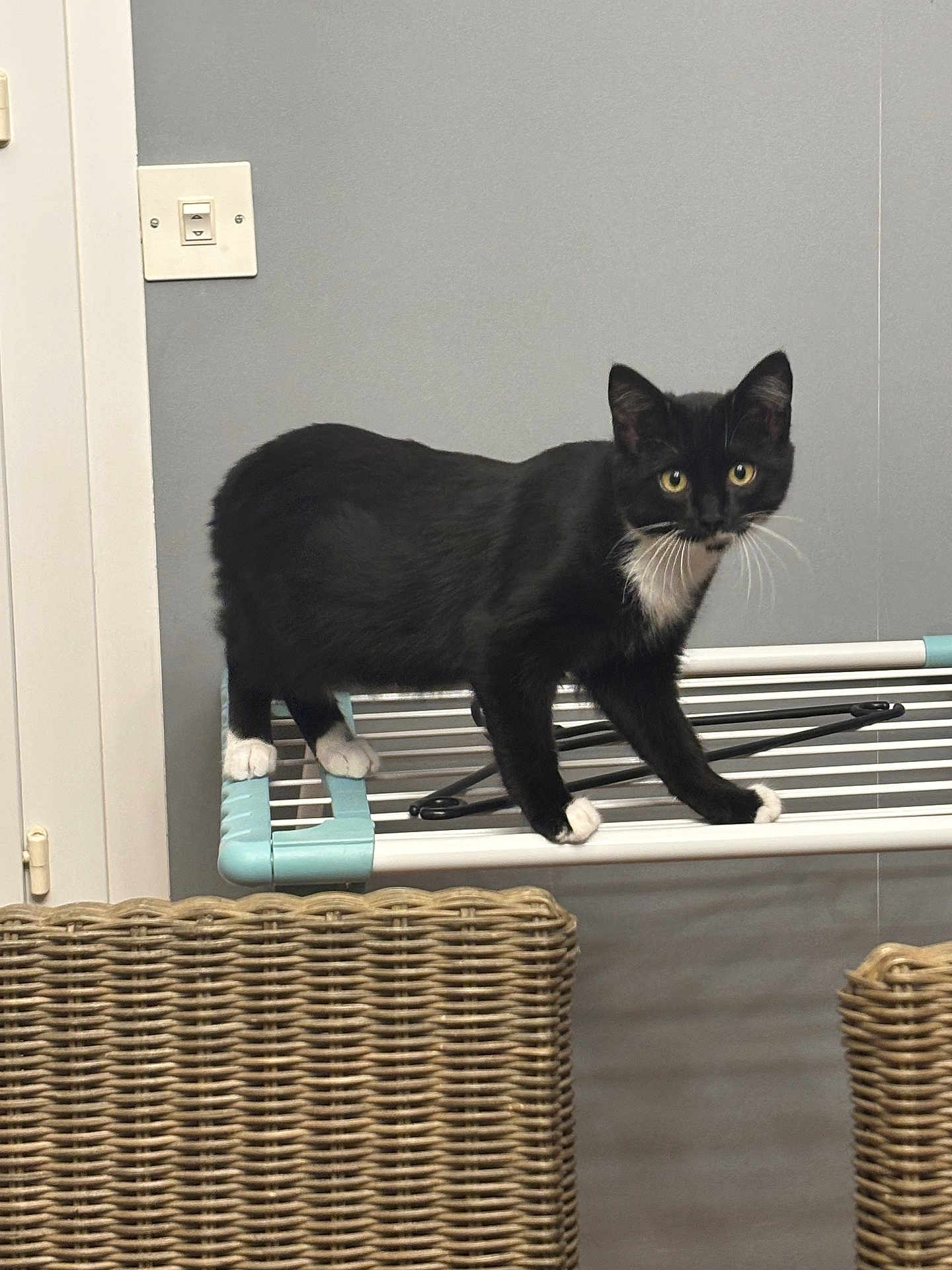 Chaussette a rejoint le concours — aidez-le/la à gagner de superbes lots ! cat, tuxedo_cat, black_and_white, indoor, curious, drying_rack, wicker_chair, furniture, pet, animal, whiskers, ears, floor, wall, household, domestic, standing, looking, four_legs, home