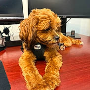Honey is registered to the contest to win money with this photo: dog, puppy, brown_fur, fluffy, desk, office, computer_monitor, electronics, wooden_surface, pet, indoor, resting, black_harness, closeup, animal, cute, workspace, technology, calm, fur