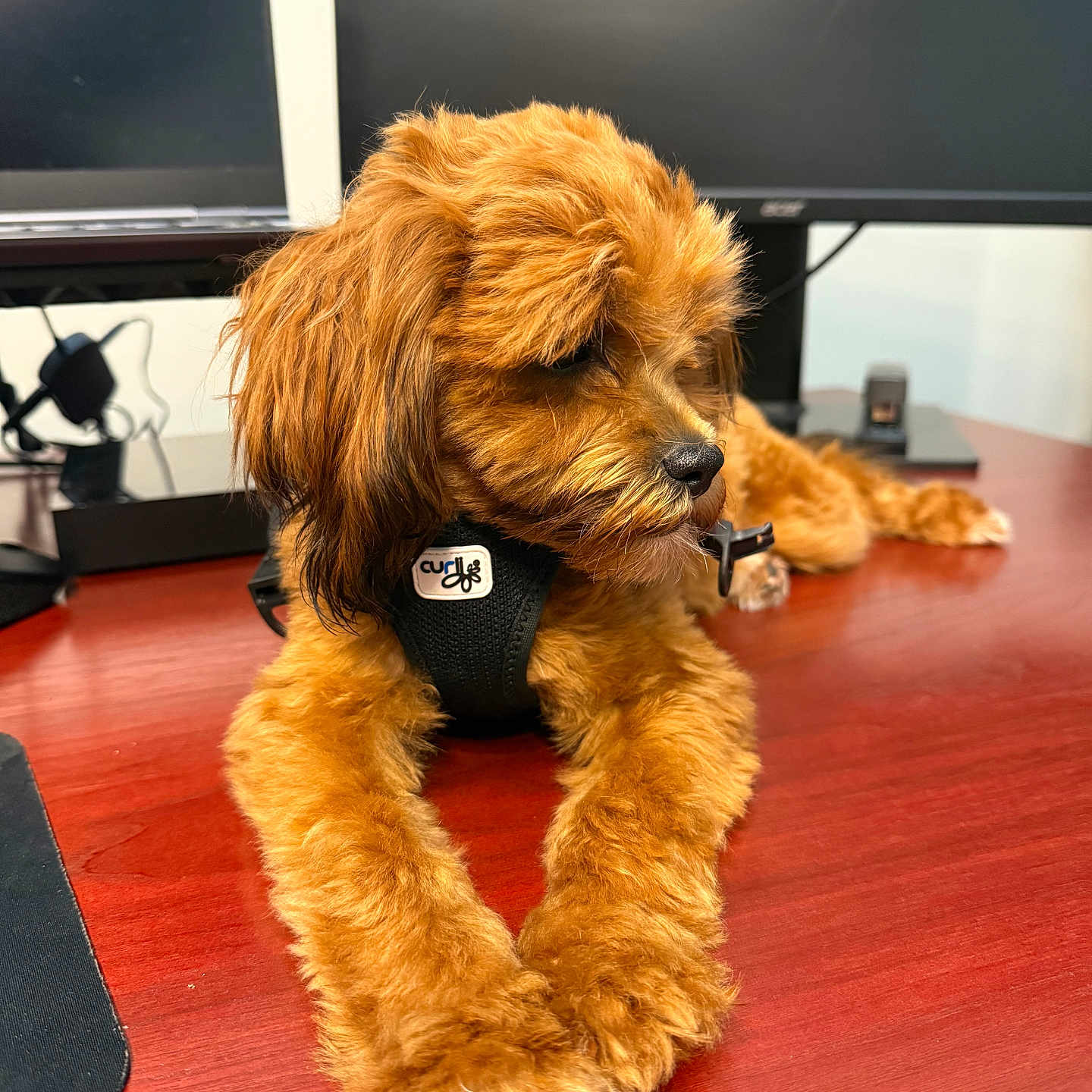 Honey is registered to the contest to win money with this photo: animal, black_harness, brown_fur, calm, closeup, computer_monitor, cute, desk, dog, electronics, fluffy, fur, indoor, office, pet, puppy, resting, technology, wooden_surface, workspace