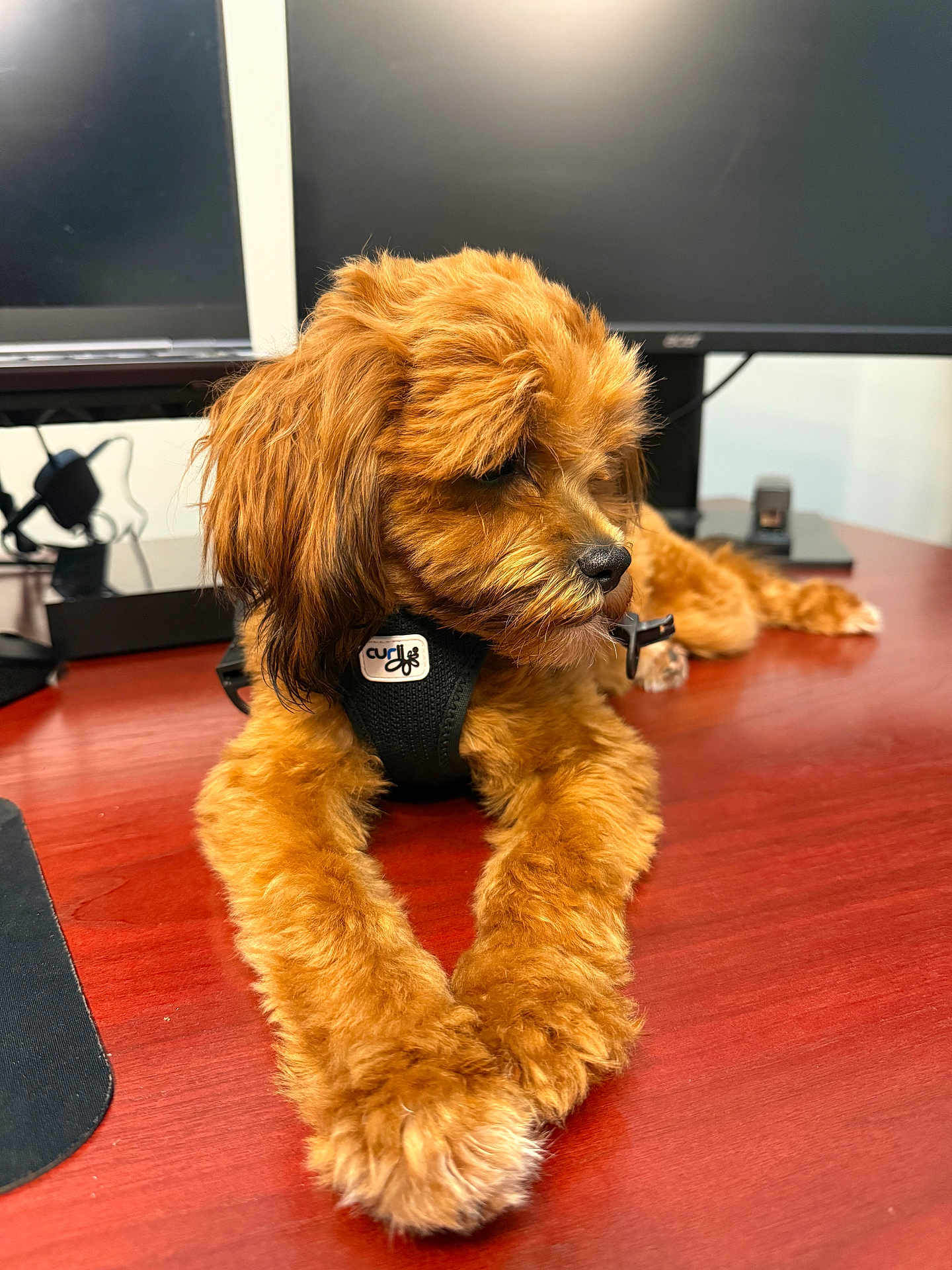 Honey is registered to the contest to win money with this photo: dog, puppy, brown_fur, fluffy, desk, office, computer_monitor, electronics, wooden_surface, pet, indoor, resting, black_harness, closeup, animal, cute, workspace, technology, calm, fur