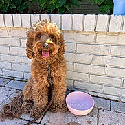 Bentley joined the competition — help win amazing prizes! brick_wall, canine, collar, curly_fur, dog, green_leaves, happy, ice, leash, outdoor, patio, pavement, pet, pink_bowl, refreshment, sitting, summer, sunlight, tongue_out, water