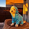 dog, pet, animal, curly_fur, hoodie, clothing, blue, purple_spots, sunlight, golden_hour, outdoor, fence, mesh_surface, calm, sitting, cute, warm_light, furry, cozy, portrait