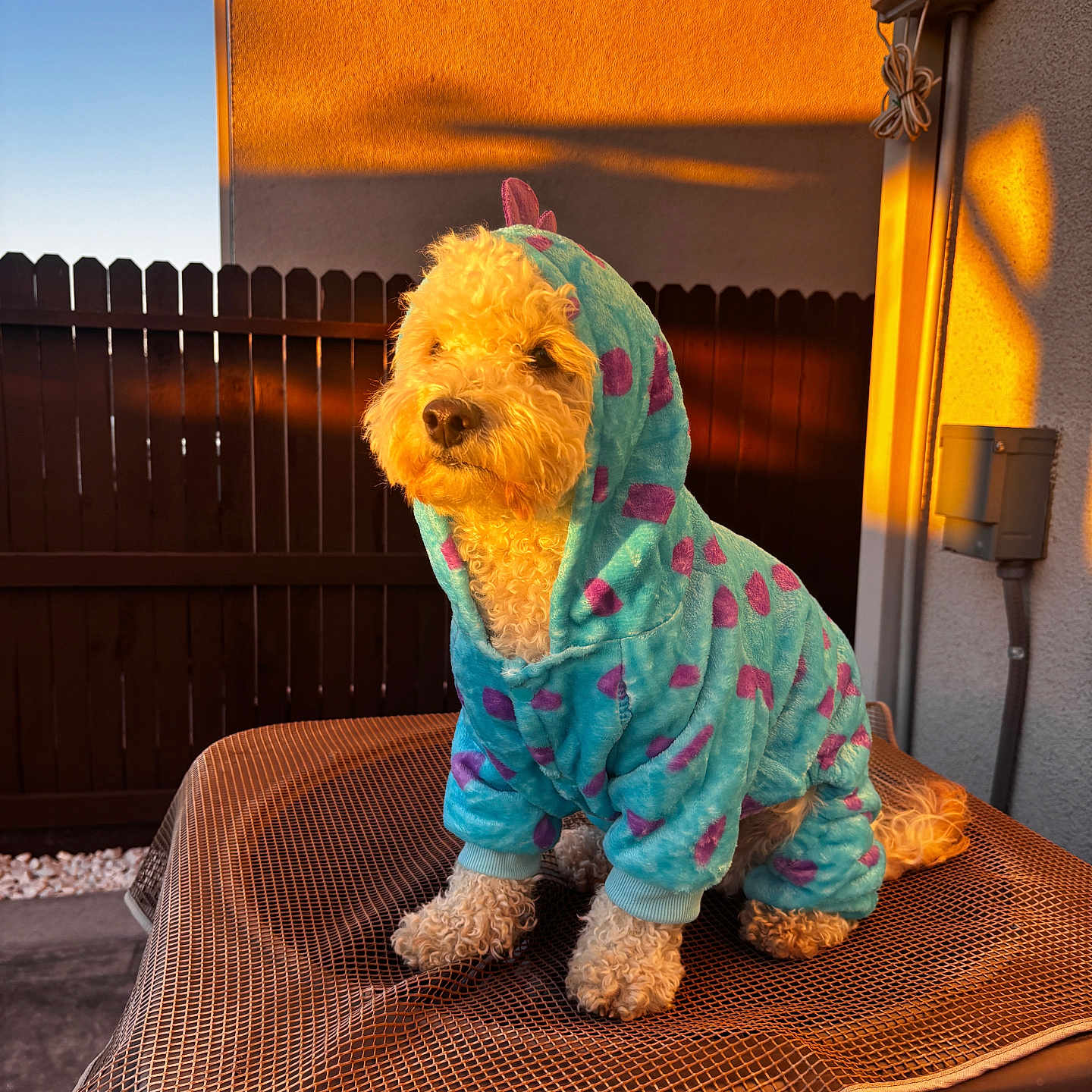Winnie joined the competition — help win amazing prizes! dog, pet, animal, curly_fur, hoodie, clothing, blue, purple_spots, sunlight, golden_hour, outdoor, fence, mesh_surface, calm, sitting, cute, warm_light, furry, cozy, portrait
