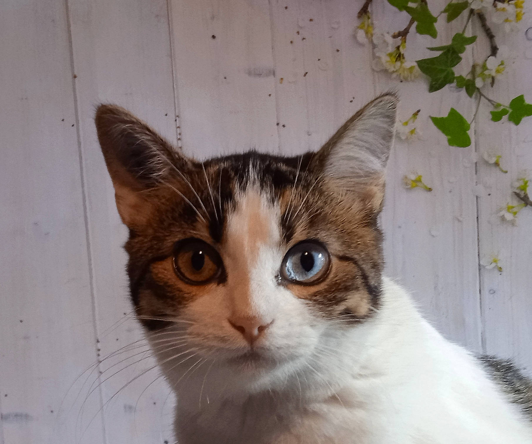 Iris a rejoint le concours — aidez-le/la à gagner de superbes lots ! carnivore, cat, domestic_short_haired_cat, door, felidae, fur, plant, small_to_medium_sized_cats, snout, whiskers, window