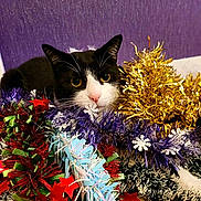 Pampam a rejoint le concours — aidez-le/la à gagner de superbes lots ! cat, black_and_white_cat, pet, animal, feline, whiskers, ears, eyes, pink_nose, holiday, festive, tinsel, garland, decorations, colorful, purple_background, red, gold, close_up, indoors