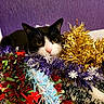 cat, black_and_white_cat, pet, animal, feline, whiskers, ears, eyes, pink_nose, holiday, festive, tinsel, garland, decorations, colorful, purple_background, red, gold, close_up, indoors