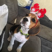 Tekken a rejoint le concours — aidez-le/la à gagner de superbes lots ! basset_artesien_normand, basset_hound, beagle, canidae, carnivore, companion_dog, coonhound, dog, dog_breed, drever, ear, fawn, finnish_hound, harrier, hound, mammal, pocket_beagle, puppy_love, snout, vertebrate