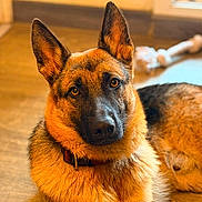 Flash participe au concours pour gagner de l'argent avec cette photo : dog, german_shepherd, indoor, pet, animal, fur, ears, collar, chew_toy, floor, window, brown, black, portrait, looking, relaxed, canine, mammal, companion, alert