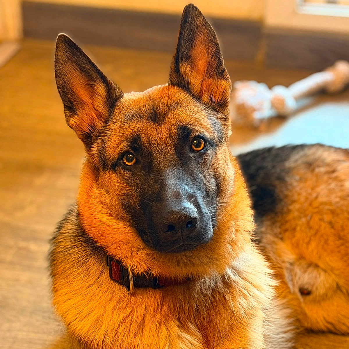 Flash participe au concours pour gagner de l'argent avec cette photo : dog, german_shepherd, indoor, pet, animal, fur, ears, collar, chew_toy, floor, window, brown, black, portrait, looking, relaxed, canine, mammal, companion, alert