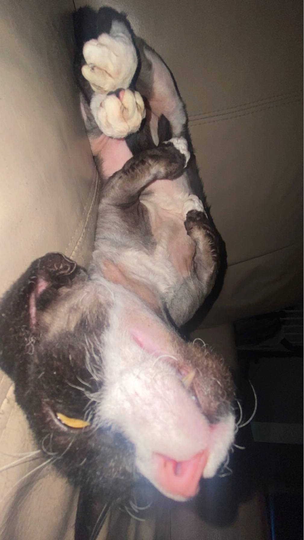 Fou Manucho joined the competition — help win amazing prizes! canidae, carnivore, comfort, companion_dog, dog, dog_breed, ear, fawn, flesh, foot, fur, gesture, jaw, natural_material, non_sporting_group, paw, snout, sporting_group, tail, whiskers