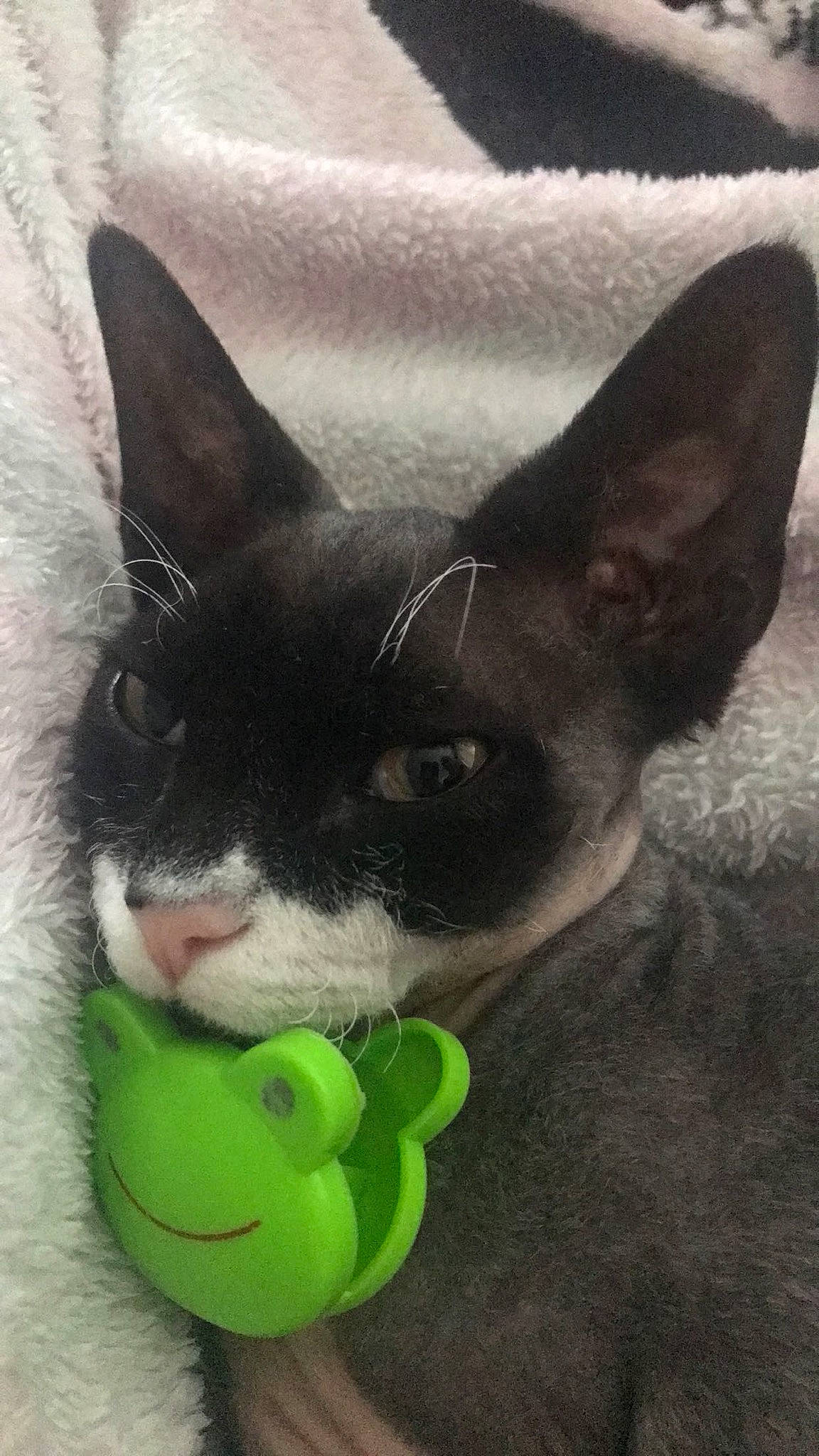 Fou Manucho joined the competition — help win amazing prizes! art, carnivore, cat, companion_dog, dog, dog_breed, dog_toy, felidae, fur, mammal, small_to_medium_sized_cats, snout, sports_toy, stuffed_toy, tail, terrestrial_animal, toy, vertebrate, whiskers, working_animal