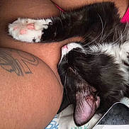 Willow is registered to the contest to win money with this photo: cat, black_and_white, sleeping, relaxed, pet, animal, paw, pink_paw_pads, whiskers, ear, fur, close_up, cuddling, human_arm, tattoo, bed, blanket, smartphone, indoor, portrait