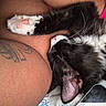 cat, black_and_white, sleeping, relaxed, pet, animal, paw, pink_paw_pads, whiskers, ear, fur, close_up, cuddling, human_arm, tattoo, bed, blanket, smartphone, indoor, portrait