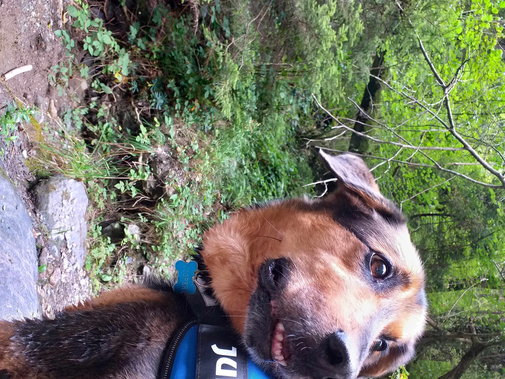 Cooper