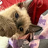Smoki joined the competition — help win amazing prizes! cat, kitten, feline, siamese_cat, fluffy, fur, whiskers, blue_eyes, face, close_up, portrait, lying_down, indoors, blanket, bedding, red_background, colorful, cozy, pet, cute