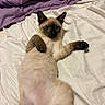 cat, siamese_cat, feline, pet, animal, lying_down, on_back, outstretched_paw, paw_pads, blue_eyes, pointed_ears, short_hair, cream_fur, brown_markings, relaxed, playful, bed, bedding, indoor, portrait