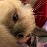 Smoki joined the competition — help win amazing prizes! cat, feline, close_up, face, eye, whiskers, fur, nose, animal, pet, sleepy, cozy, indoor, portrait, blurry, soft_focus, red_background, blanket, resting, selfie
