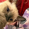 cat, siamese_cat, feline, fluffy, fur, blue_eyes, whiskers, close_up, portrait, upside_down, lying_down, cozy, blanket, red_background, purple_blanket, indoor, pet, cute, animal, photography