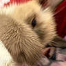 cat, kitten, feline, fluffy, cream_fur, close_up, face, eye, nose, paw, whiskers, long_hair, pet, animal, indoor, red_background, pink_nose, soft_fur, blurry, portrait