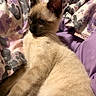 cat, kitten, siamese_cat, blue_eyes, pointed_ears, short_hair, cream_fur, dark_face, dark_ears, whiskers, animal, pet, portrait, close_up, indoor, blanket, purple, cozy, resting, cute