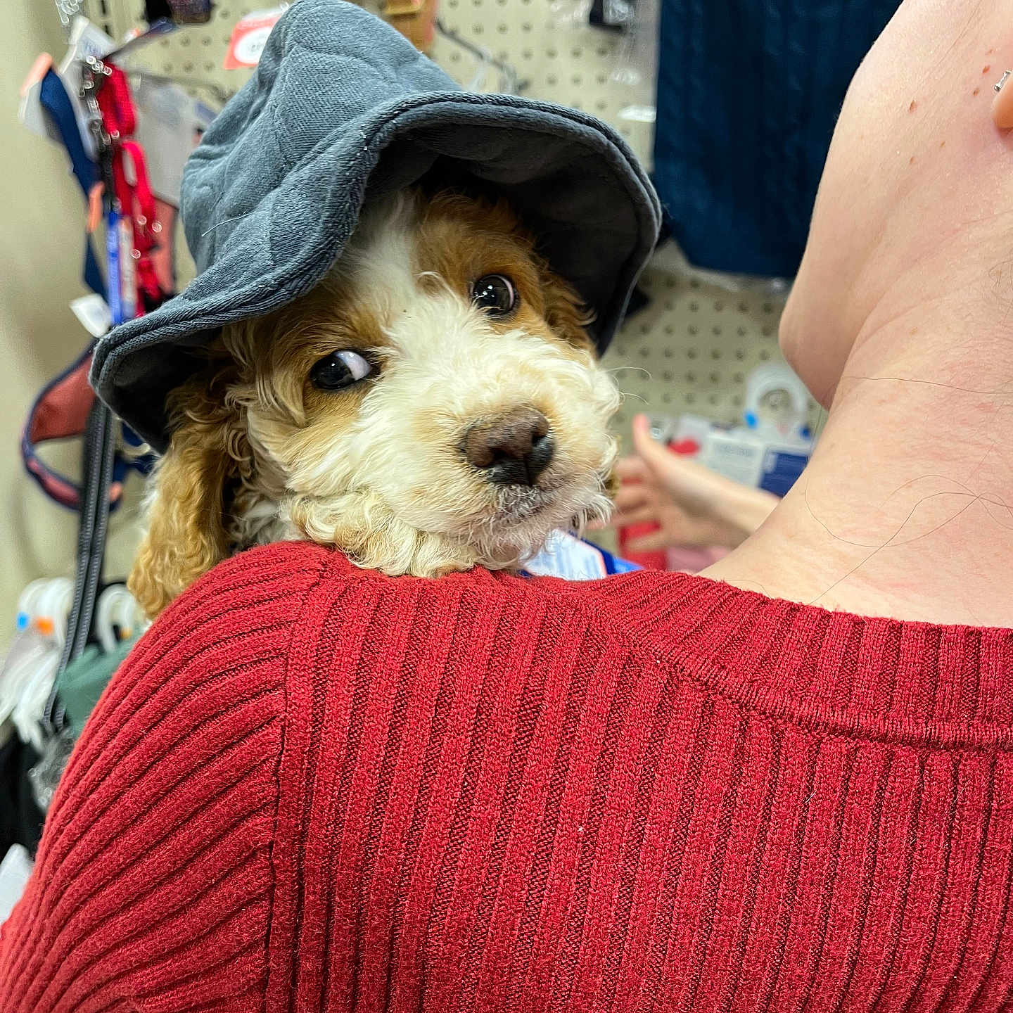 Gizmo joined the competition — help win amazing prizes! animal, baseballcap, canine, cap, clothing, dog, face, hat, head, hood, hoodie, knitwear, person, pet, photography, portrait, puppy, sweater, sweatshirt, terrier