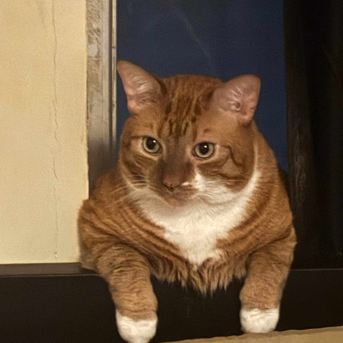 Colby Jack
