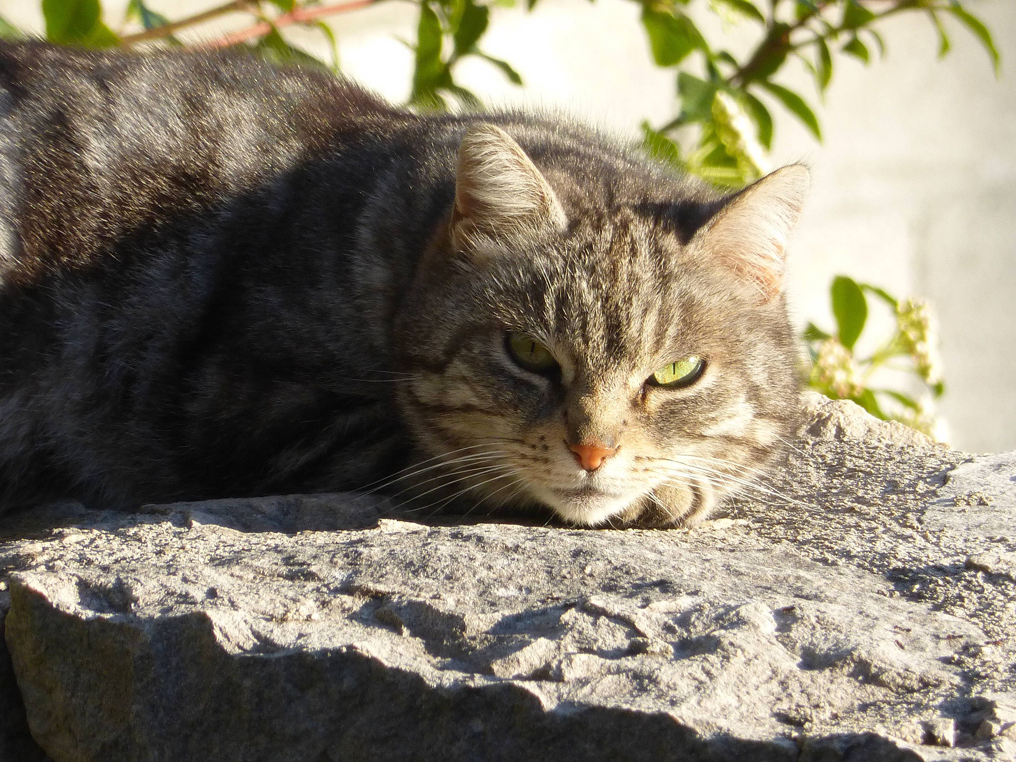 Kim participe au concours pour gagner de l'argent avec cette photo : aegean_cat, american_shorthair, asian, carnivore, cat, domestic_short_haired_cat, dragon_li, european_shorthair, eye, felidae, fur, grass, mammal, plant, small_to_medium_sized_cats, snout, tabby_cat, tree, whiskers, wild_cat