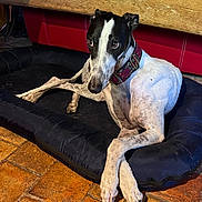 Napoli a rejoint le concours — aidez-le/la à gagner de superbes lots ! dog, greyhound, black_and_white, pet_bed, crossed_legs, indoors, tile_floor, wooden_bench, red_cushion, collar, relaxed, animal, fur, flooring, resting, canine, looking_away, domestic_animal, quiet, home
