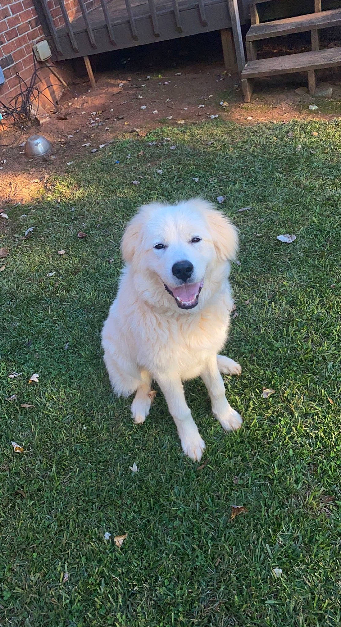 Molly is registered to the contest to win money with this photo: bench, canidae, carnivore, companion_dog, dog, dog_breed, grass, great_pyrenees, kuvasz, livestock_guardian_dog, non_sporting_group, plant, polish_tatra_sheepdog, sporting_group, working_animal, working_dog