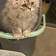 Soltane a rejoint le concours — aidez-le/la à gagner de superbes lots ! box, british_longhair, carnivore, cat, domestic_short_haired_cat, eye, felidae, fur, persian, ragdoll, service, small_to_medium_sized_cats, snout, terrestrial_animal, whiskers