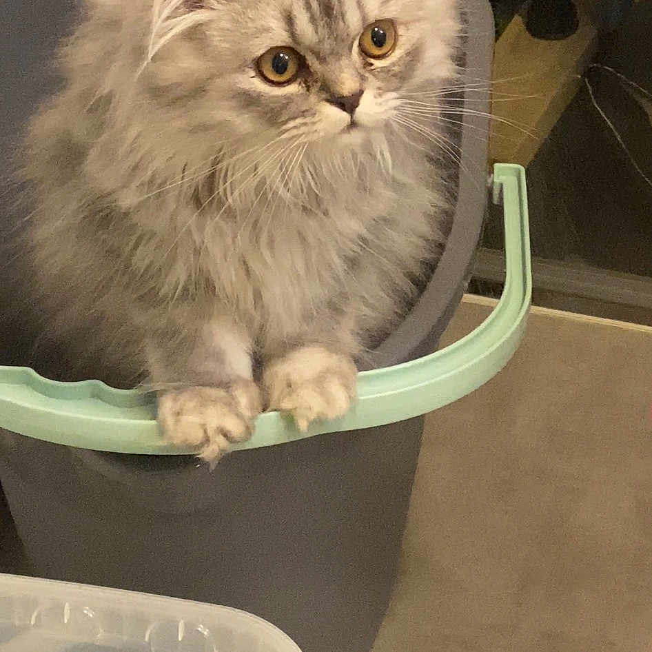 Soltane a rejoint le concours — aidez-le/la à gagner de superbes lots ! box, british_longhair, carnivore, cat, domestic_short_haired_cat, eye, felidae, fur, persian, ragdoll, service, small_to_medium_sized_cats, snout, terrestrial_animal, whiskers