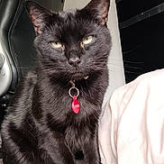 Kiwi a rejoint le concours — aidez-le/la à gagner de superbes lots ! black_cat, cat, pet, indoor, furniture, bed, blanket, gaming_chair, animal, fur, whiskers, collar, tag, domestic_cat, looking_at_camera, sitting, serious_expression, household, cozy, soft_lighting