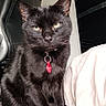 black_cat, cat, pet, indoor, furniture, bed, blanket, gaming_chair, animal, fur, whiskers, collar, tag, domestic_cat, looking_at_camera, sitting, serious_expression, household, cozy, soft_lighting