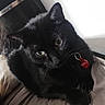 Kiwi participe au concours pour gagner de l'argent avec cette photo : black_cat, cat, pet, indoor, bed, gray_sheets, collar, red_tag, feline, fur, animal, curious, resting, domestic_cat, whiskers, ears, eyes, head, paw, cozy