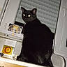 animal, black_cat, blinds, cat, countertop, curtains, domestic_cat, feline, fur, glowing_eyes, household, indoor, night, pet, reflection, shadow, sitting, whiskers, window, wooden_cabinet