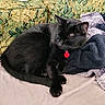 Kiwi participe au concours pour gagner de l'argent avec cette photo : black_cat, sleeping_cat, pet, domestic_cat, feline, resting, blanket, couch, floral_pattern, indoor, cozy, fur, whiskers, collar, red_tag, relaxation, soft_texture, quiet, peaceful, animal