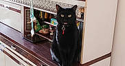 Kiwi a rejoint le concours — aidez-le/la à gagner de superbes lots ! black_cat, cat, indoor, kitchen, cabinet, furniture, pet, domestic, yellow_eyes, curious, collar, hanging_items, wooden_surface, retro_style, cozy, window_light, floor, wall, home, animal
