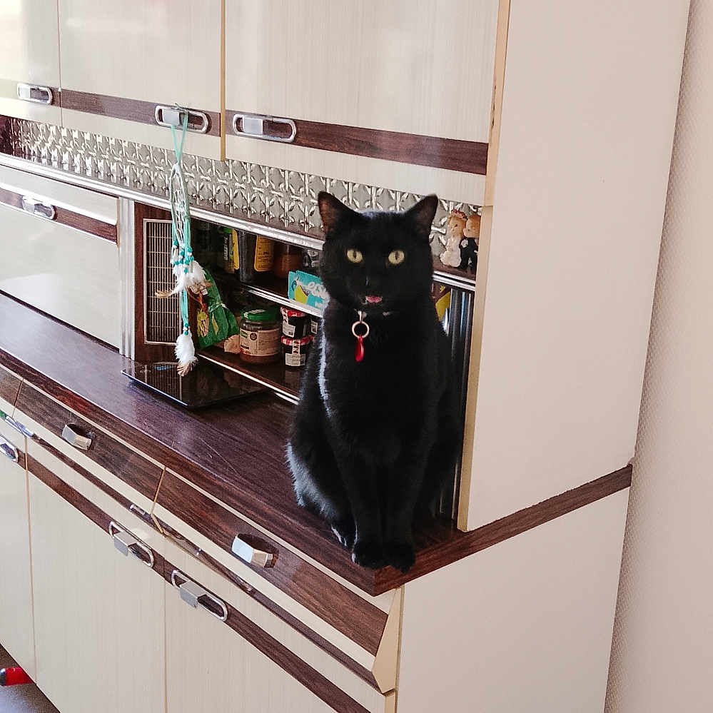 Kiwi a rejoint le concours — aidez-le/la à gagner de superbes lots ! black_cat, cat, indoor, kitchen, cabinet, furniture, pet, domestic, yellow_eyes, curious, collar, hanging_items, wooden_surface, retro_style, cozy, window_light, floor, wall, home, animal