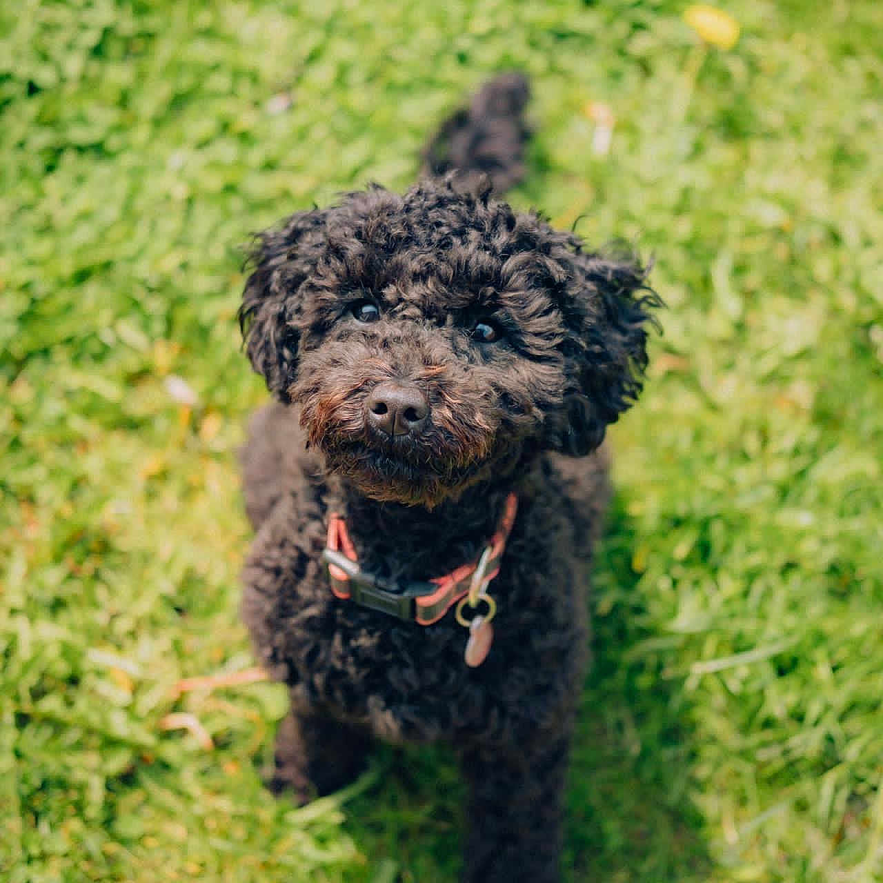 Coco joined the competition — help win amazing prizes! animal, bison, canine, cockerspaniel, dog, field, grass, grassland, green, lawn, nature, outdoors, pet, plant, poodle, puppy, soil, terrier, vegetation, whitedog