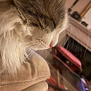 Poum a rejoint le concours — aidez-le/la à gagner de superbes lots ! animal, blurred_background, cat, close_up, couch, cozy, domestic, fluffy, furniture, gray_fur, indoor, mammal, pet, relaxing, resting, side_profile, sleepy, soft_light, whiskers, white_fur