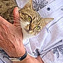 casual, cat, chair, close_up, curious, feline, green_eyes, hand, holding, outdoor, palm_tree_print, patterned_shirt, person, pet, relaxed, shirt, stone_surface, tabby, table, watch