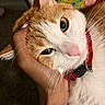 Pig is registered to the contest to win money with this photo: cat, ginger_cat, white_cat, cat_face, red_collar, hand, nail_polish, close_up, pet, floral_background, whiskers, sleepy, content, fur, indoor, domestic_animal, cute, animal, portrait, resting