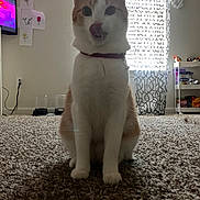 Pig joined the competition — help win amazing prizes! cat, pet, indoor, carpet, window, curtains, furniture, wall_art, food_bowls, sitting, licking, collar, home, floor, sunlight, shadow, decor, shelf, snack, cozy
