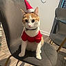 cat, orange_and_white, chair, holiday_costume, santa_hat, indoor, flooring, furniture, curious, pet, domestic_animal, collar, wooden_floor, table, window, curtains, modern_interior, seated, costume, festive
